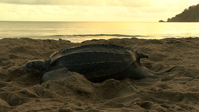 Nesting leatherback