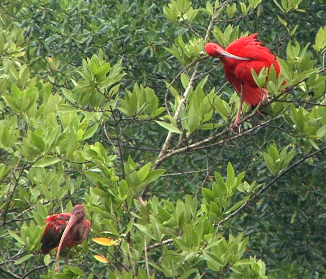 files/tigersnail/content/images/2011-04-29-Scarlet-Ibis3-1.JPG
